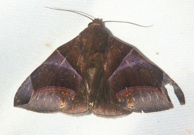 Dysgonia purpurata; Noctuid Moth species