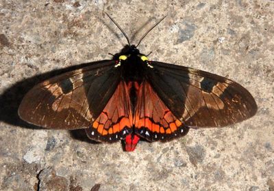 Dysschema Tiger Moth species