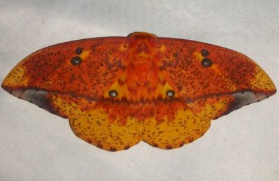 Eacles ormondei; Imperial Moth species