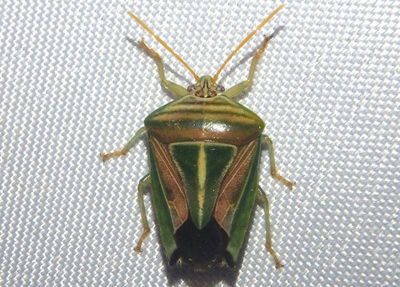 Edessa collaris; Stink Bug species