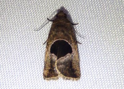 Elaphria deltoides; Midget species 
