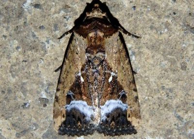 Elaphria subobliqua; Dart Moth species