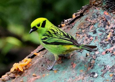 Emerald Tanager