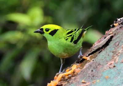 Emerald Tanager