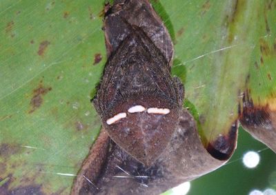 Eriophora Orbweaver species
