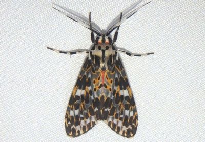 Eucereon tarona; Tiger Moth species
