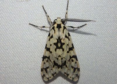 Eucereon tigrata; Tiger Moth species