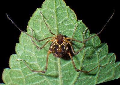 Eucynortula albipunctata; Pied Harvestman species 