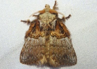 Euglyphis albidifascia; Prominent Moth species