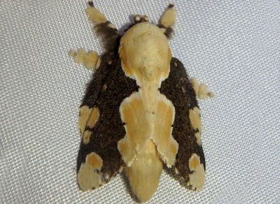 Euglyphis taminata; Lappet Moth species
