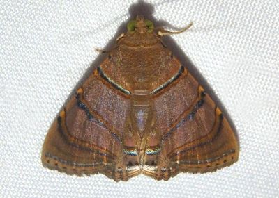 Eulepidotis caeruleilinea; Owlet Moth species