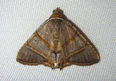 Eulepidotis juncida; Owlet Moth species