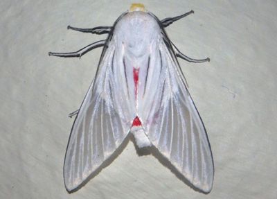 Eupseudosoma aberrans; Tiger Moth species