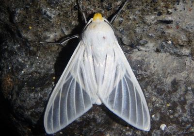 Eupseudosoma aberrans; Tiger Moth species