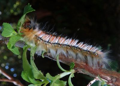 Eupterotinae Caterpillar species