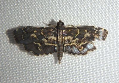 Eurrhyparodes splendens; Pyralid Moth species