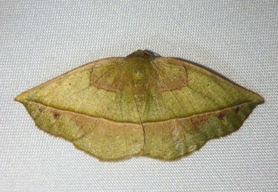 Eusarca fundaria; Dark-edged Eusarca