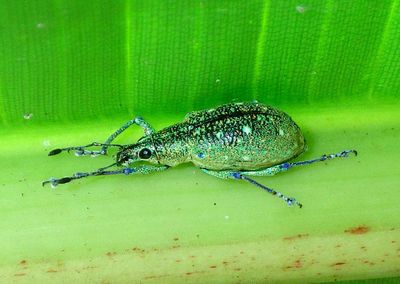 Exophthalmus jekelianus; Weevil species 