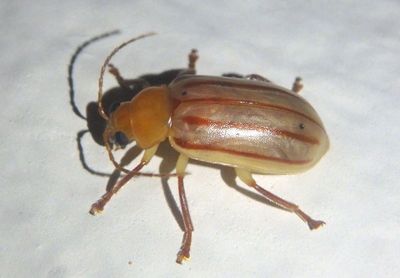 Exora encaustica; Leaf Beetle species