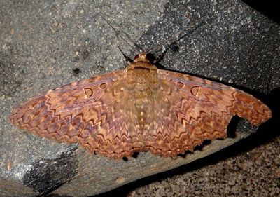 Feigeria alauda; Noctuid Moth species 