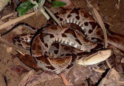 Fer-de-lance 