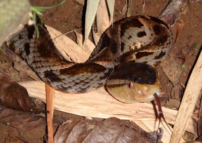 Fer-de-lance 
