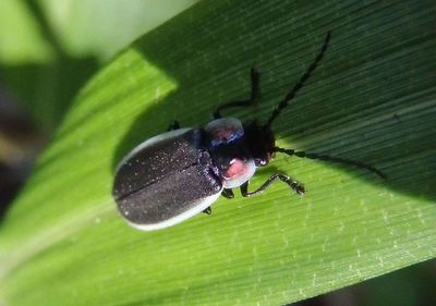 Lampyridae Firefly species 