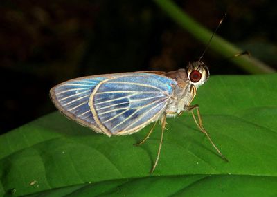 Flaccilla aecas; Milky Ruby-eye