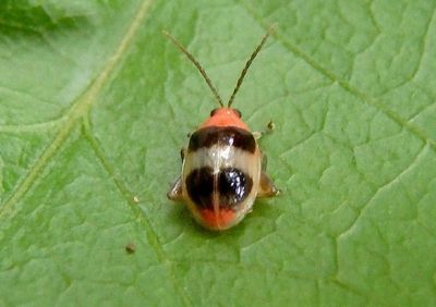 Luperini Flea Beetle species 