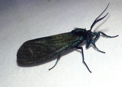 Gardinia Lichen Moth species