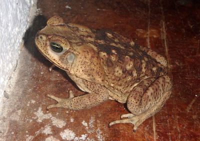 Giant Toad 