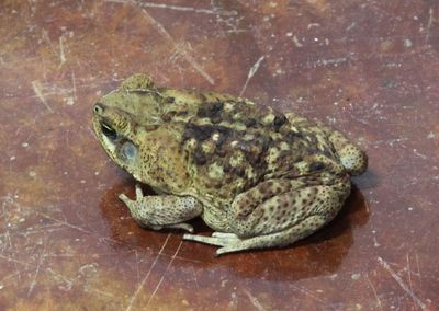 Giant Toad