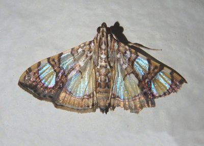 Glyphodes sibillalis; Mulberry Leaftier