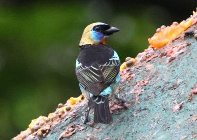 Golden-hooded Tanager