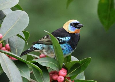 Golden-hooded Tanager