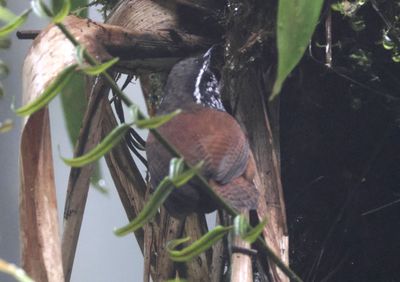 Gray-breasted Wood-wren