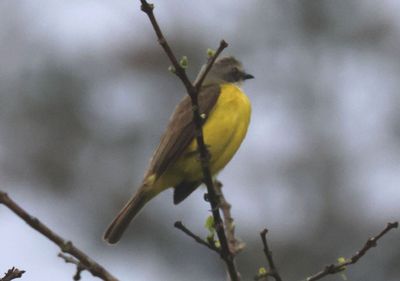 Gray-capped Flycatcher