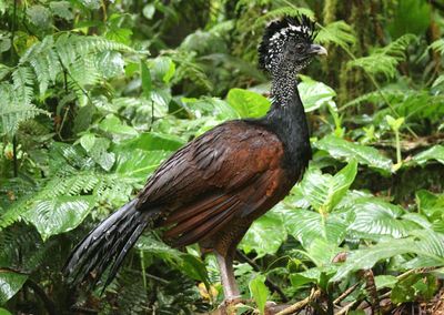 Great Curassow; female 