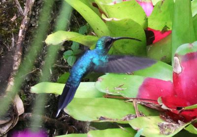 Green Hermit; male