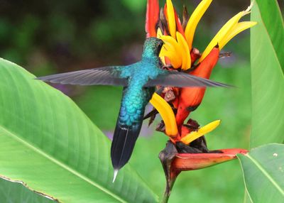 Green Hermit; male 