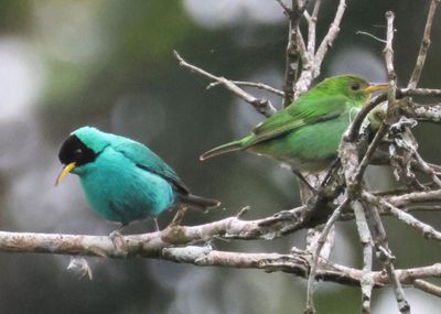 Green Honeycreeper pair