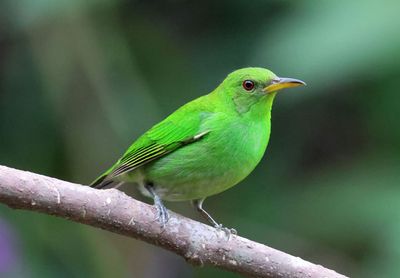 Green Honeycreeper; female 