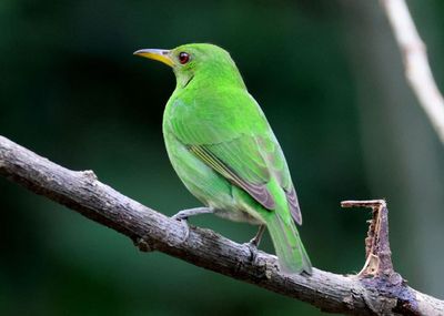 Green Honeycreeper; female