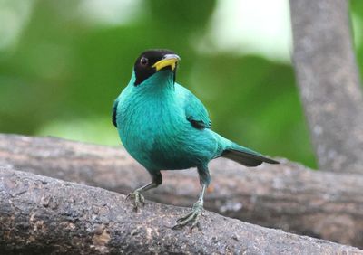 Green Honeycreeper; male 