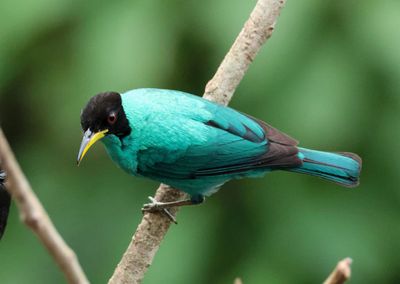 Green Honeycreeper; male 