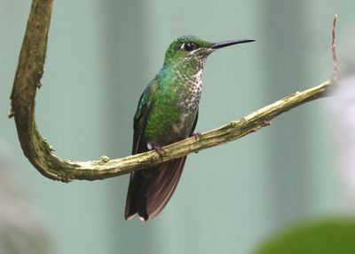 Green-crowned Brilliant; female