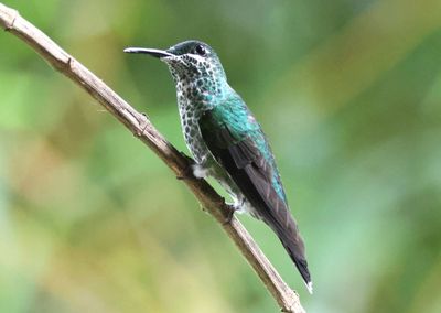 Green-crowned Brilliant; female 