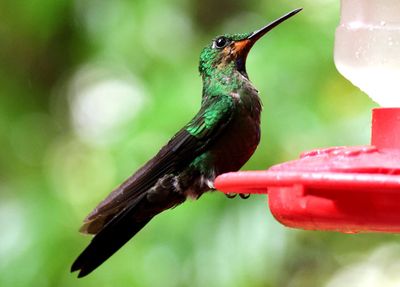 Green-crowned Brilliant; immature female