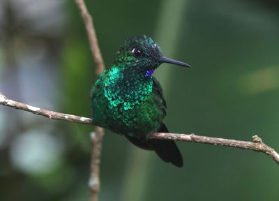 Green-crowned Brilliant; male