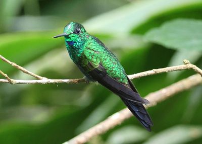 Green-crowned Brilliant; male